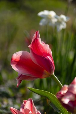 Doğu mevsiminde renkli çiçekler Güney Almanya 'daki kırsal şehir bahçesinde