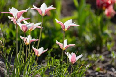 Doğu mevsiminde renkli çiçekler Güney Almanya 'daki kırsal şehir bahçesinde