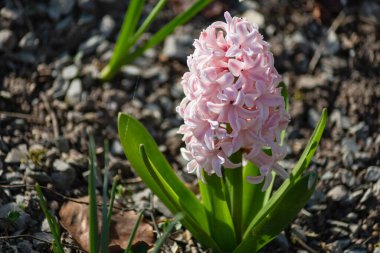 Doğu mevsiminde renkli çiçekler Güney Almanya 'daki kırsal şehir bahçesinde