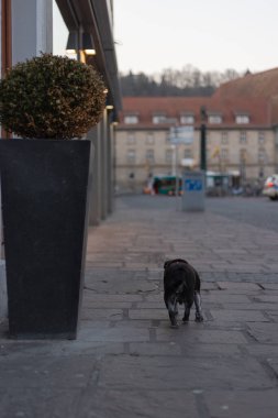 Güney Almanya 'nın tarihi şehrinde boş şehir ve sosyal uzaklık