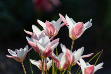 Doğu mevsiminde renkli çiçekler Güney Almanya 'daki kırsal şehir bahçesinde