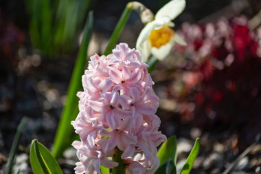 Doğu mevsiminde renkli çiçekler Güney Almanya 'daki kırsal şehir bahçesinde