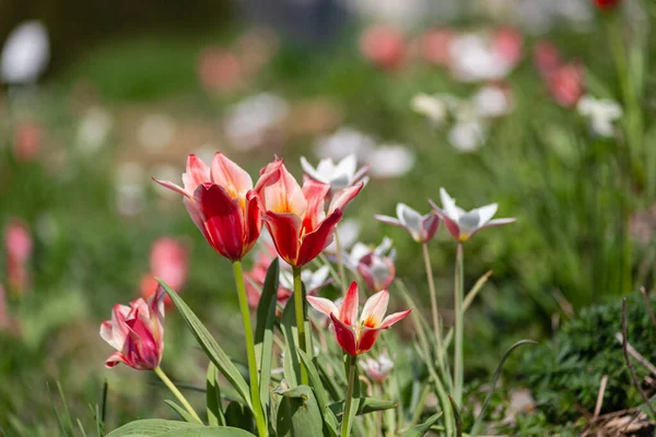 Fleurs Colorées Saison Orientale Campagne Jardin Ville Allemagne Sud — Photo