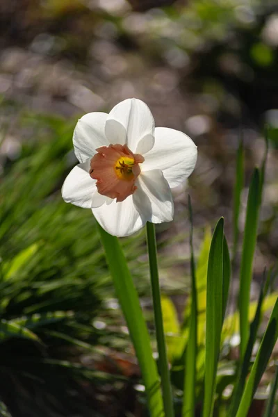 Färgglada Blommor Östra Säsongen Landsbygden Stadsträdgård Södra Tyskland — Stockfoto