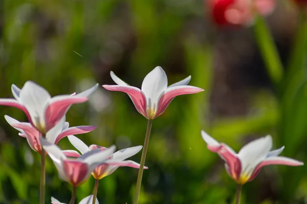 Fleurs Colorées Saison Orientale Campagne Jardin Ville Allemagne Sud — Photo