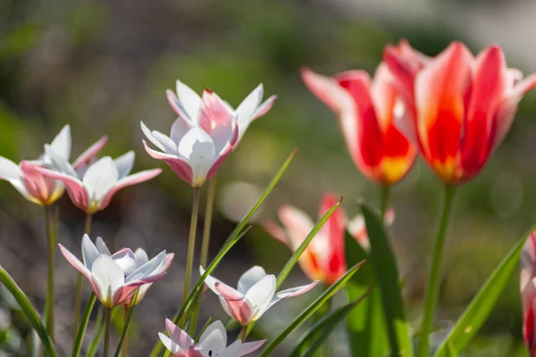 Fleurs Colorées Saison Orientale Campagne Jardin Ville Allemagne Sud — Photo