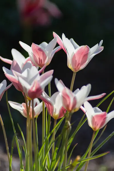 Fleurs Colorées Saison Orientale Campagne Jardin Ville Allemagne Sud — Photo