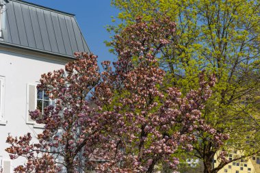 Doğu mevsiminde Güney Almanya 'da manolya çiçekleri dallanır.