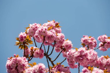 Doğu mevsiminde Güney Almanya 'da badem çiçek açar.