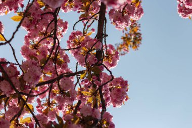 Doğu mevsiminde Güney Almanya 'da badem çiçek açar.