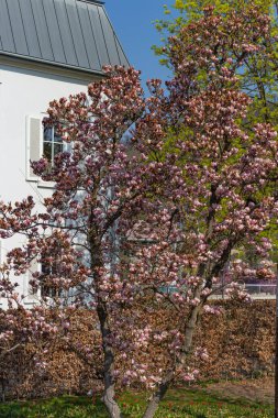 Doğu mevsiminde Güney Almanya 'da manolya çiçekleri dallanır.