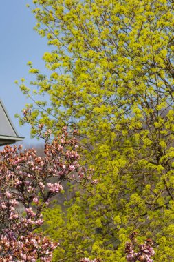 Doğu mevsiminde Güney Almanya 'da manolya çiçekleri dallanır.