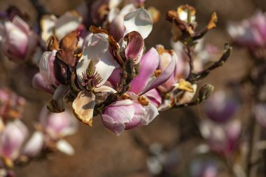 Doğu mevsiminde Güney Almanya 'da manolya çiçekleri dallanır.