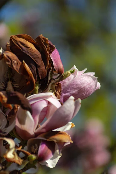 Magnolia Blossom Branches South Germany Springtime Eastern Season — Stock Photo, Image