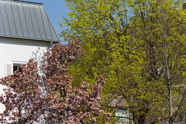 Magnolia Florecen Ramas Sur Alemania Primavera Temporada Este — Foto de Stock