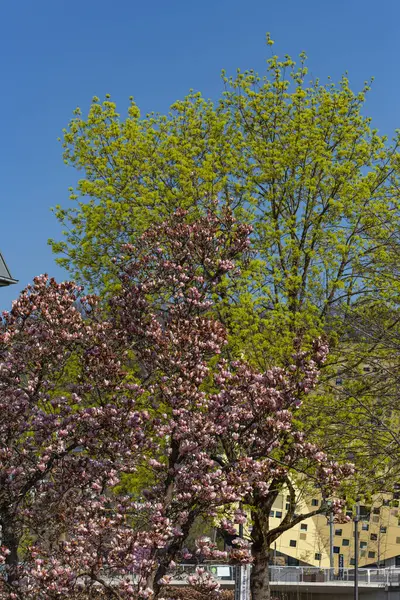 Magnolia Florecen Ramas Sur Alemania Primavera Temporada Este — Foto de Stock