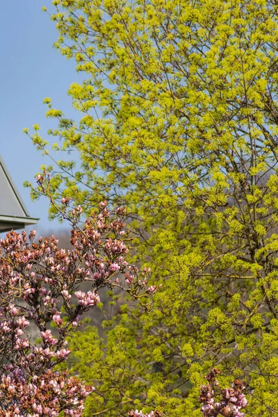 Magnolia Florecen Ramas Sur Alemania Primavera Temporada Este — Foto de Stock