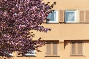 Güney Almanya 'daki tarihi yapı binalarının cepheleri