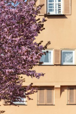 Güney Almanya 'daki tarihi yapı binalarının cepheleri