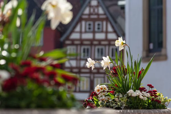 Fleurs Colorées Saison Orientale Campagne Jardin Ville Allemagne Sud — Photo