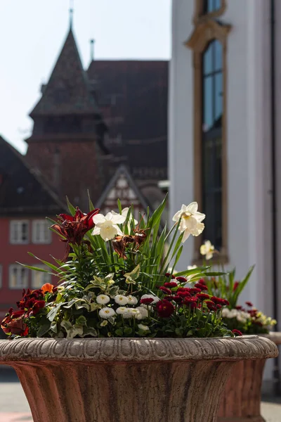 Fleurs Colorées Saison Orientale Campagne Jardin Ville Allemagne Sud — Photo