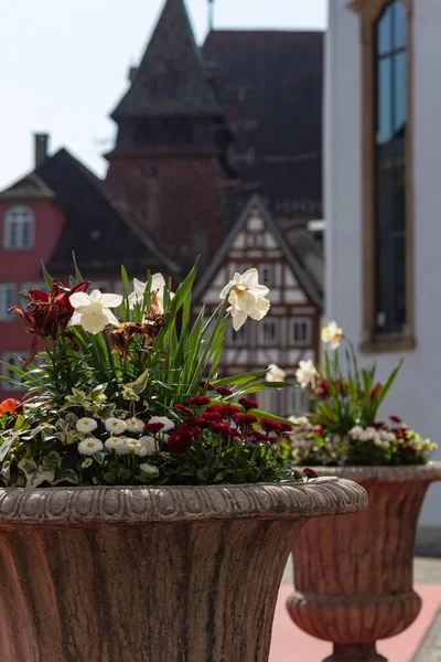 Fleurs Colorées Saison Orientale Campagne Jardin Ville Allemagne Sud — Photo