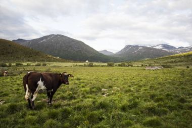 A cow in Norwegian mountains jotunheimen clipart