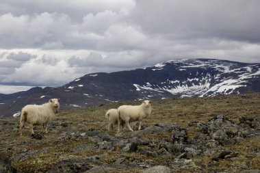 Koyunları dağda joutunheimen
