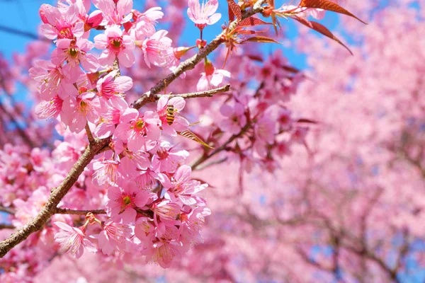 Bahar güzel pembe kiraz çiçeği. Sakura Pembe çiçek doğa arka plan ile.
