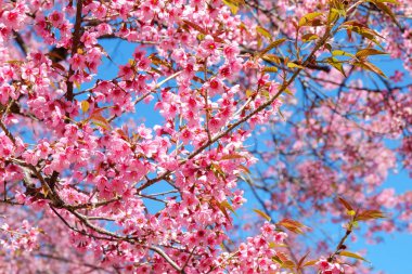 Pembe sakura çiçek bahar mavi gökyüzü ile. Güzel kiraz çiçeği.
