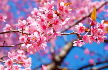Güzel kiraz çiçeği, pembe sakura çiçek bahar mavi gökyüzü ile. Yumuşak odak  