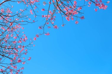 Bahar, sakura ağacı çiçek mavi gökyüzü ile güzel kiraz çiçeği. 