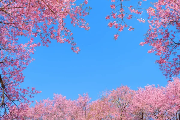 Prachtige Kersenbloesem Lente Sakura Boom Bloem Met Blauwe Lucht — Stockfoto