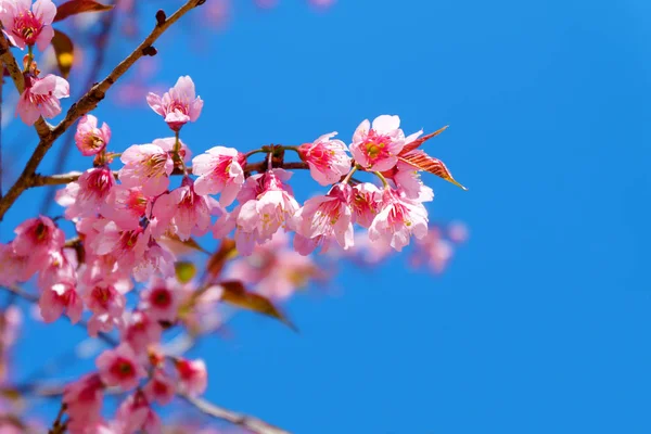 Güzel kiraz çiçeği, pembe sakura çiçekler ilkbaharda mavi gökyüzü ile. Yumuşak odak  