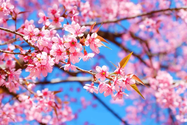 Güzel kiraz çiçeği, pembe sakura çiçek bahar mavi gökyüzü ile. Yumuşak odak 