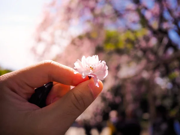 Pick up a beautiful and colorfull Cherry blossom, sakura, in Tokyo — Stock Photo, Image