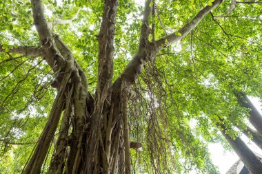 Büyük ağaç üzerinde asma