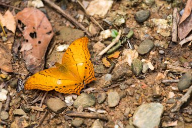 Yerde oturan gözleri gibi garip işaretleme ile sarı kelebek 