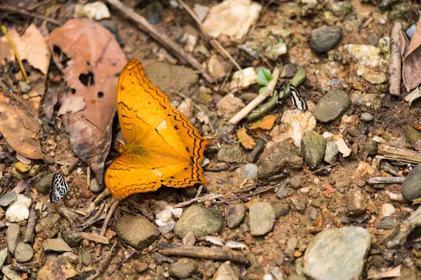 Yerde oturan gözleri gibi garip işaretleme ile sarı kelebek 