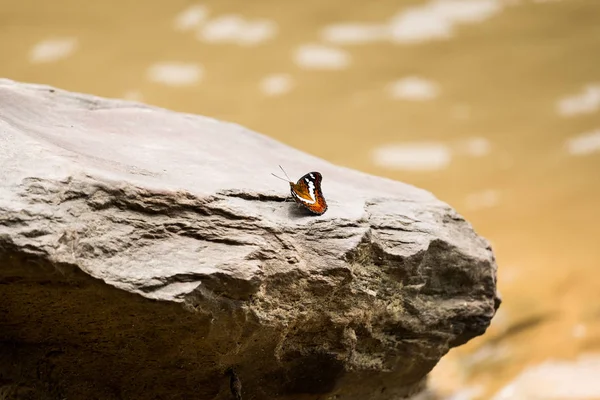 Färgglada fjäril stå ensam på silver sten i skogen — Stockfoto