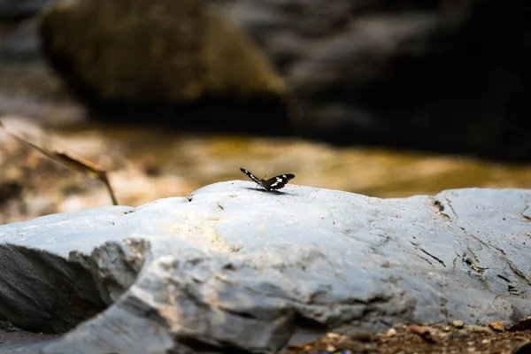 Svart fjäril stå ensam på silver sten i skogen — Stockfoto