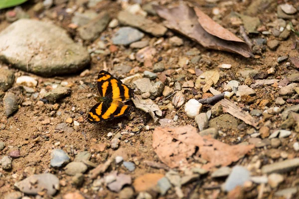 Färgglada fjäril fristående på marken i skogen — Stockfoto