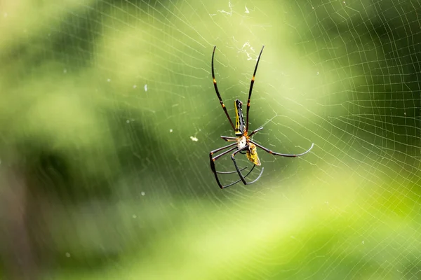 Rädda Spider(Araneae) på webben kommer till sitt byte — Stockfoto
