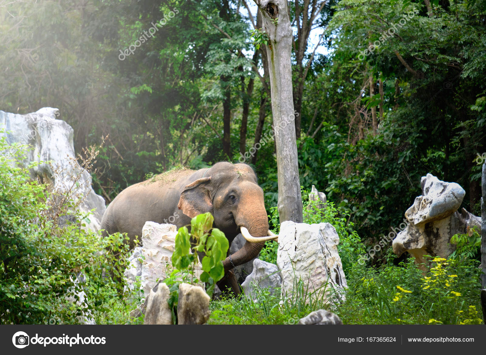 Candid Picture Of The Elephant In The Jungle With Bright Light