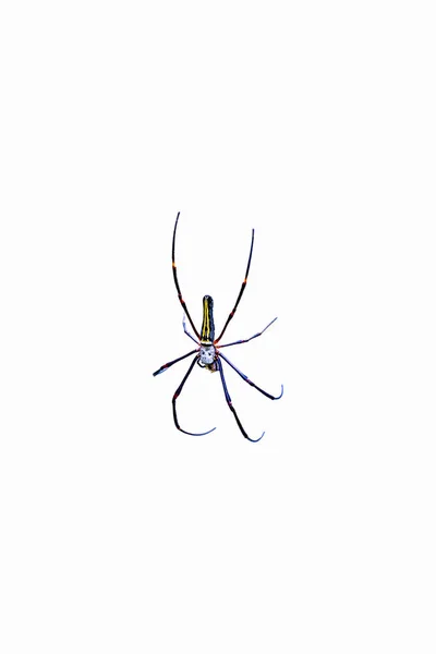Isolated Spider White Background — Stock Photo, Image