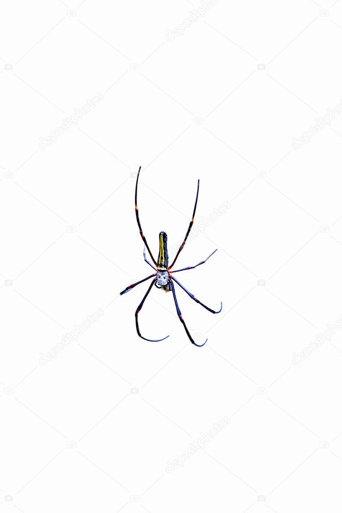 Isolated spider on white background
