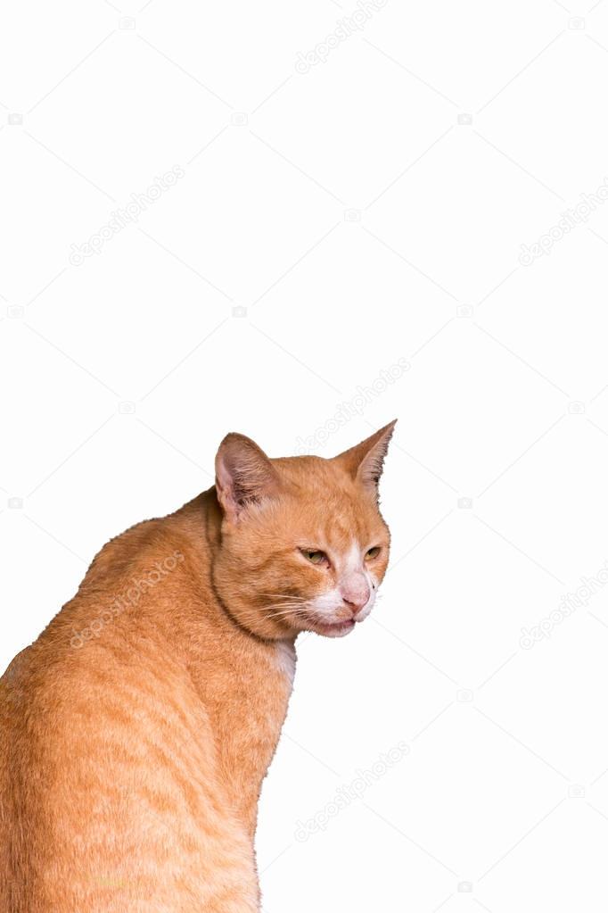 Isolated cat looking for something on white background