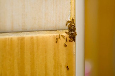 Grup birlik içinde karıncalar