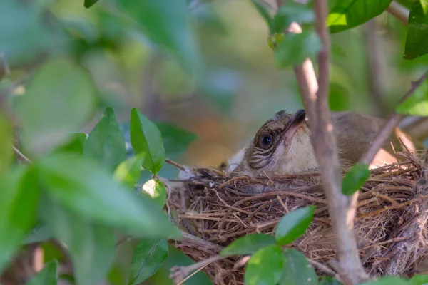 Madre pájaro cuida sus huevos en el nido — Foto de Stock