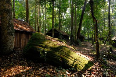 Ormanda büyük bir taş
